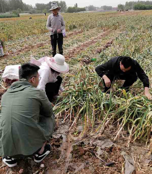 杞县大蒜种植新季丰收，喜看价格再攀新高