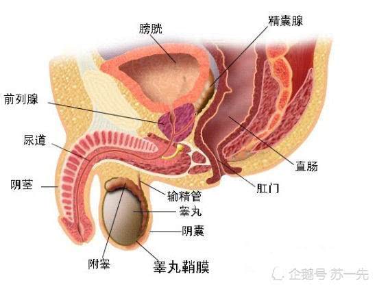 前列腺健康守护神：最新突破，守护您的活力源泉